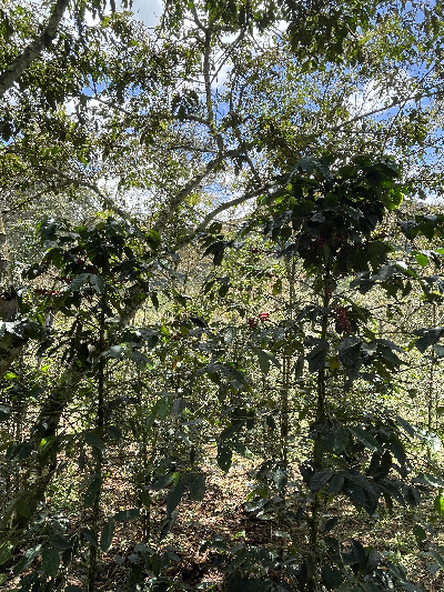 Kaffepflanze Varietät Castillo Colombia