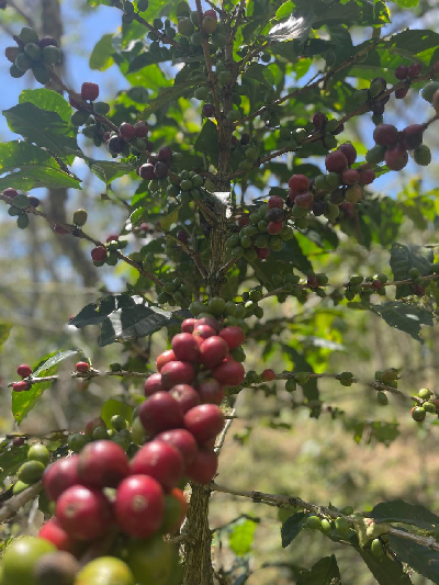 Kaffepflanze Varietät Castillo Colombia